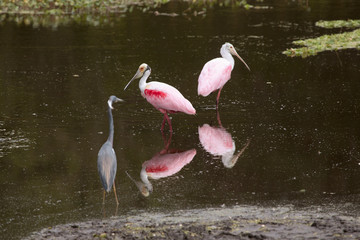 Wading birds, with roseate spoonbills at Orlando Wetlands Park.