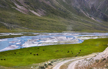 Horses in the mountain valley