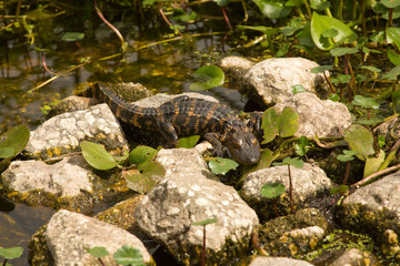 Baby alligator sunning on rocksat Orlando Wetlands Park.