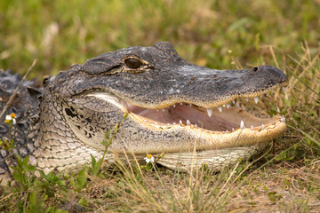 Headshot of a big alligator with its mouth open.