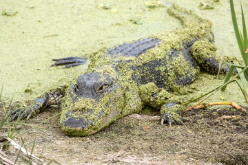 Alligator resting on shore, covered with duckweed plants.