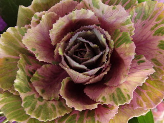 Violet Flower with Leaves like a cabbage