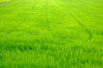 Obraz premium rice field green grass landscape background