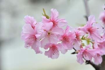 Naklejka na ściany i meble Kawazu cherry blossoms(Prunus lannesiana cv. Kawazu-zakura)