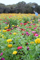 Colorful flowers on the garden on horizontal shot