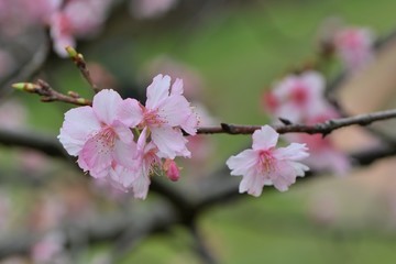 Fototapeta na wymiar Kawazu cherry blossoms(Prunus lannesiana cv. Kawazu-zakura)