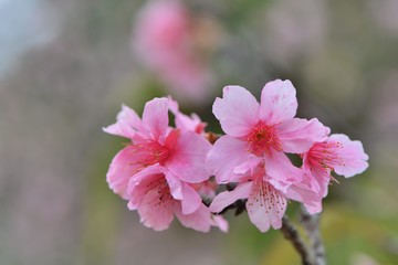 Fototapeta premium Kawazu cherry blossoms(Prunus lannesiana cv. Kawazu-zakura)