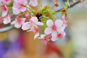 Kawazu cherry blossoms(Prunus lannesiana cv. Kawazu-zakura)