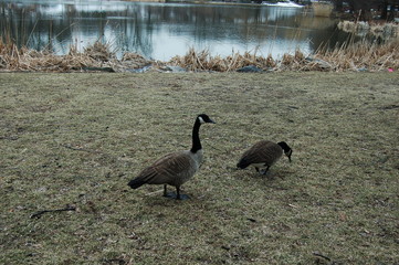 canada geese by the lake