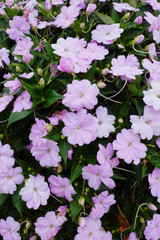 Some flower purples perfectly bloom