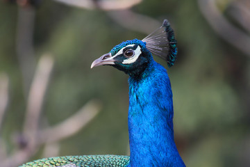 Obraz premium Peacock eye