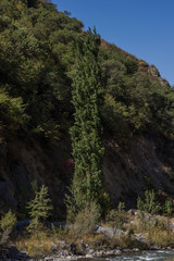 A tall green tree in front of the mountain with clear blue sky on the background