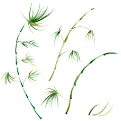 Watercolor set of plants, tropical leaves, bamboo stalk, palm tree. Green bamboo stems and leaves isolated on white background. Watercolor hand drawn botanical illustration.Watercolour card background