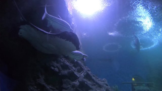 Batomorphi, move above