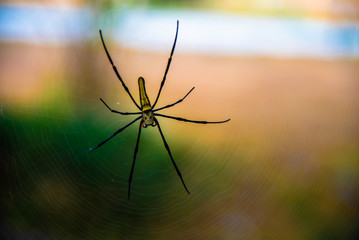 spider on web