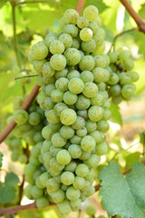 Vine and bunch of white grapes in garden