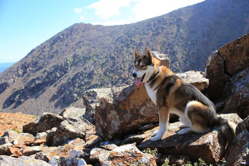 funny happy husky (husky, dog) outdoors