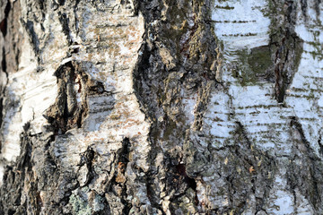 Old birch tree bark texture close up as background