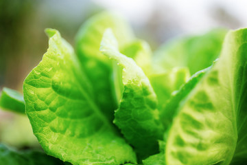 Closeup vegetable with sunrise.