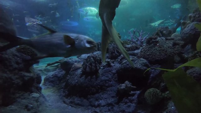 Dancing fishtail with magic underwater world