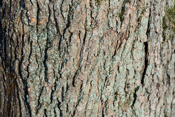 Old tree bark texture close up as background