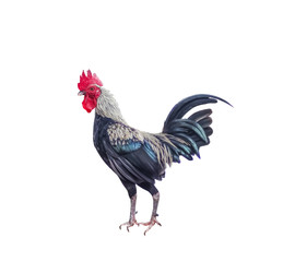 Rooster fighting cock standing nature patterns isolated on white background with clipping path