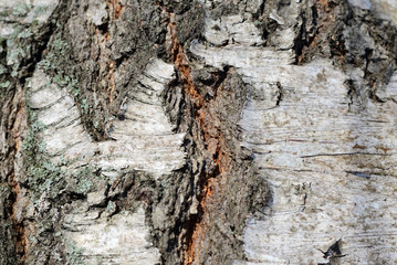 Old birch tree bark texture close up as background