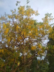 Fototapeta premium Natural Yellow red white flowers