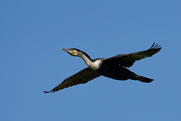 White-breasted cormorant (Phalacrocorax lucidus)