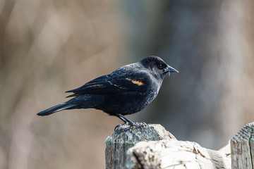 Fototapeta premium Red-winged Blackbird Agelaius phoeniceus perched on a fence.
