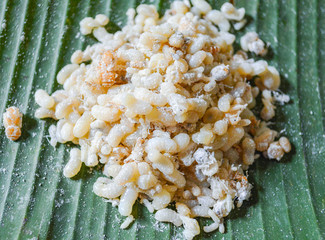 Red ant egg insect for food on banana leaf / Oecophylla smaragdina - Formicidae