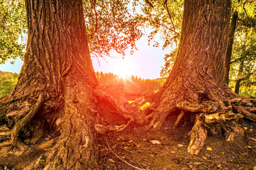 The bizarre plexus of the bare roots of a tree standing on the bank of a river.