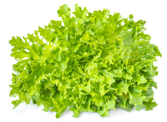 Obraz na płótnie Canvas Salad leaf. Lettuce head isolated on white background. Concept for a tasty and healthy food