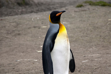 Salisbury Plain South Georgia Islands, adult king penguin 