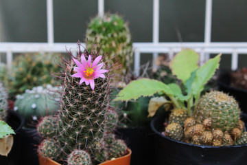green cactus in pot with beautiful flowers
