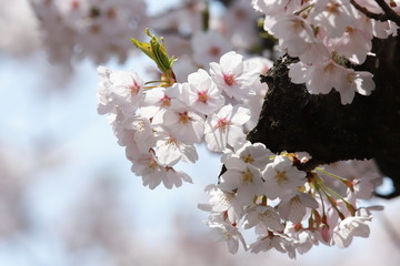 満開のソメイヨシノ　桜のアップ　Cherry blossoms (Someiyoshino)	