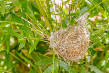 Nid d&rsquo;oiseau