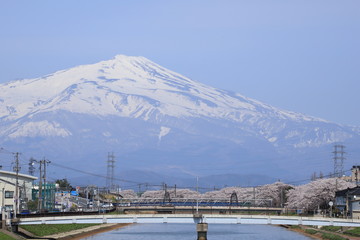 満開の桜並木と鳥海山　Cherry Blossoms in full bloom and Chokaisan