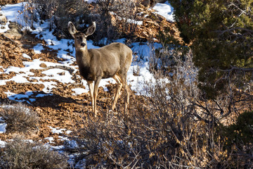 Wildlife in the park