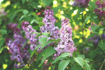 branch of lilac close up. Beautiful spring background