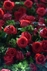 Rosas rojas