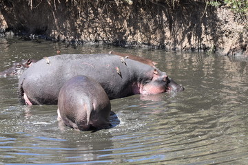 Fototapeta premium Hippopotamus in Serengeti National Park, Tanzania