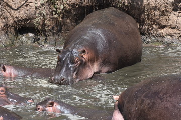 Hippopotamus in Serengeti National Park, Tanzania