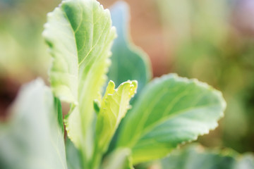 Kale are growing with sunlight.