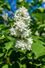 Blossoming branches of the white lilac tree on spring