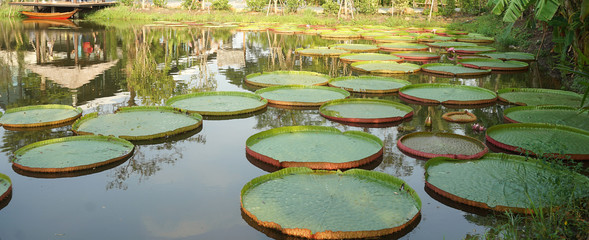 Large circle Victoria waterlily leaves in the pond