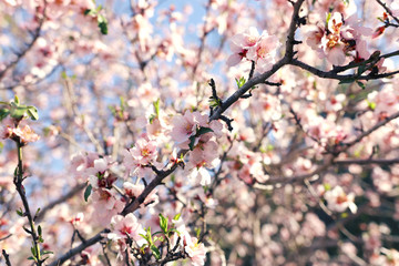 background of spring cherry blossoms tree. selective focus.