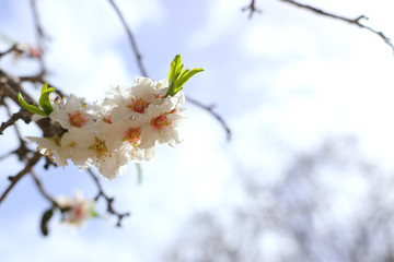 background of spring almond blossoms tree. selective focus