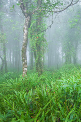 Ancient tropical rainforest in the mist.