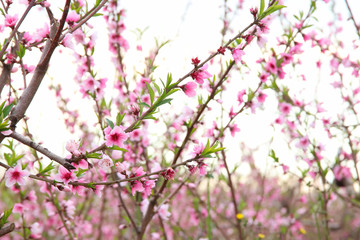 background of spring blossom tree with pink beautiful flowers. selective focus